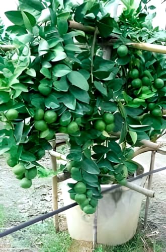 Seedless Lemon Fruit | Seedless Lemon Plant