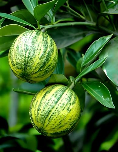 Mosambi Fruit | Sweet Lemon Plant