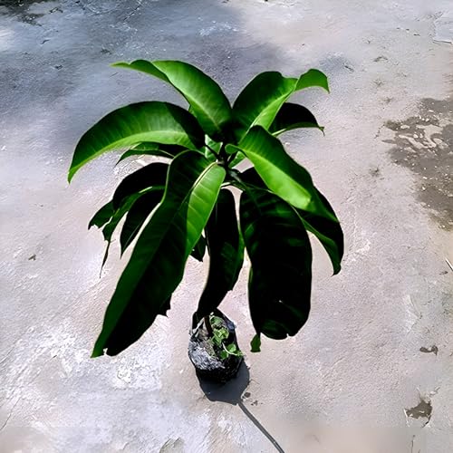 King 4KG Mango Fruit |King 4KG Mango Plant