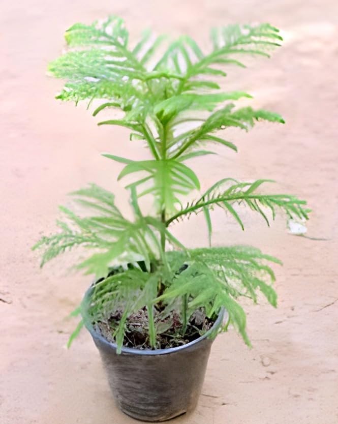 Christmas Tree | Araucaria Plant