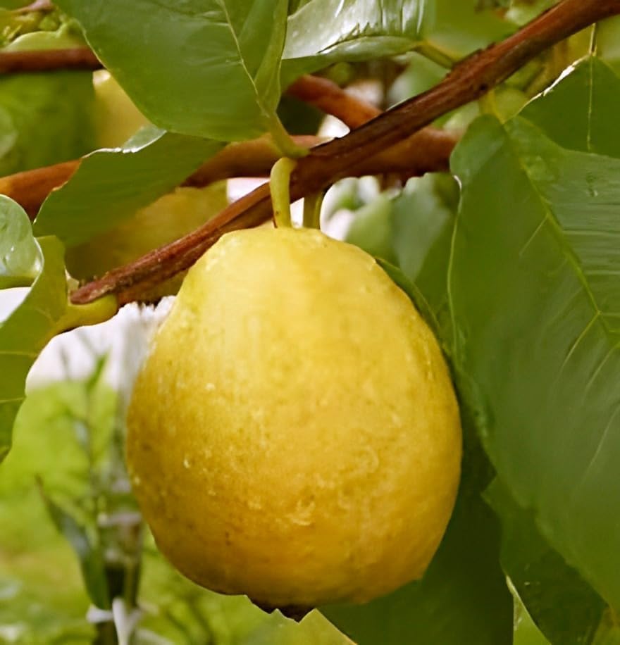 Mexican Guava Fruit | Mexican Guava Plant