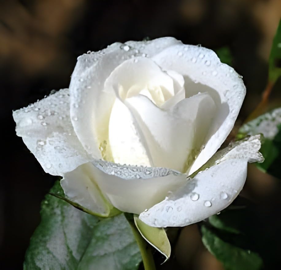 White Rose Flower | White Rose Plant