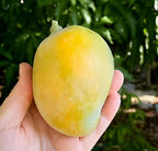 Suvarnarekha Mango Fruit | Suvarnarekha Mango Plant