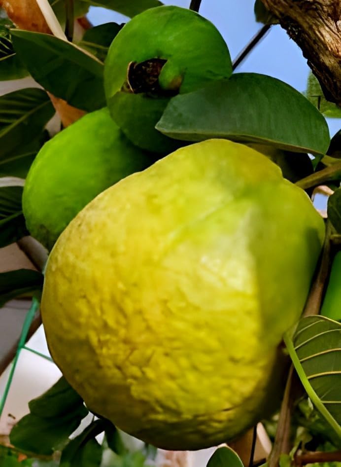 Mexican Guava Fruit | Mexican Guava Plant