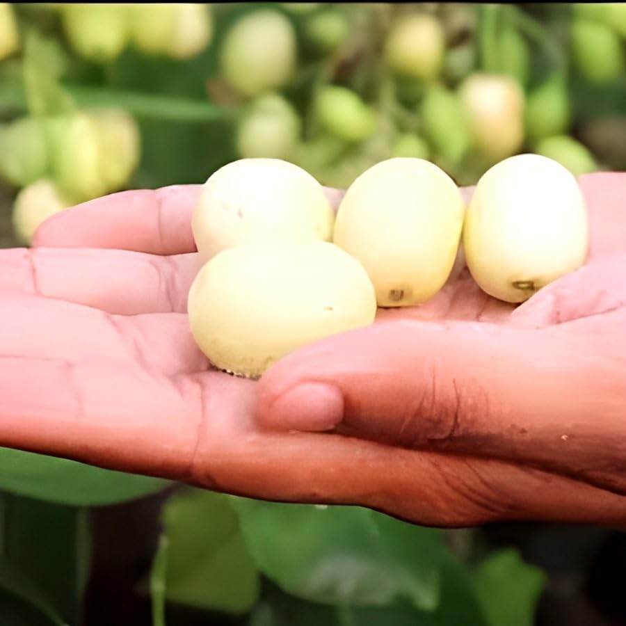 Thai White Jamun Fruit | White Jamun Plant