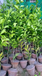 Thai Mosambi Fruit | Sweet Lemon Plant