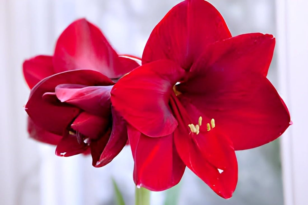 Multi Colour Lily Flower | Amaryllis Lily Plant