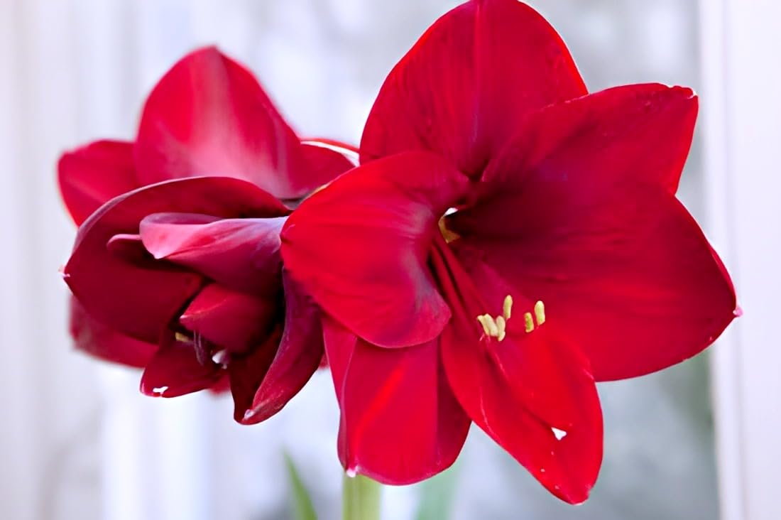 Multi Colour Lily Flower | Amaryllis Lily Plant