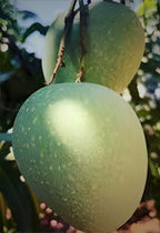 Panduri Mango Fruit | Panduri Mango Plant