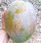 King 4KG Mango Fruit |King 4KG Mango Plant