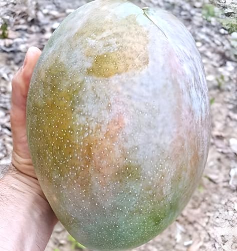 King 4KG Mango Fruit |King 4KG Mango Plant