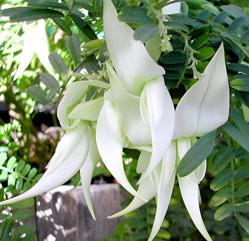 Sesbania Bok Phool Flower | Spinach Agathi Keerai Plant