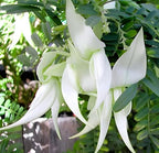 Sesbania Bok Phool Flower | Spinach Agathi Keerai Plant