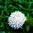 White Rangana Flower | White Rangana Plant