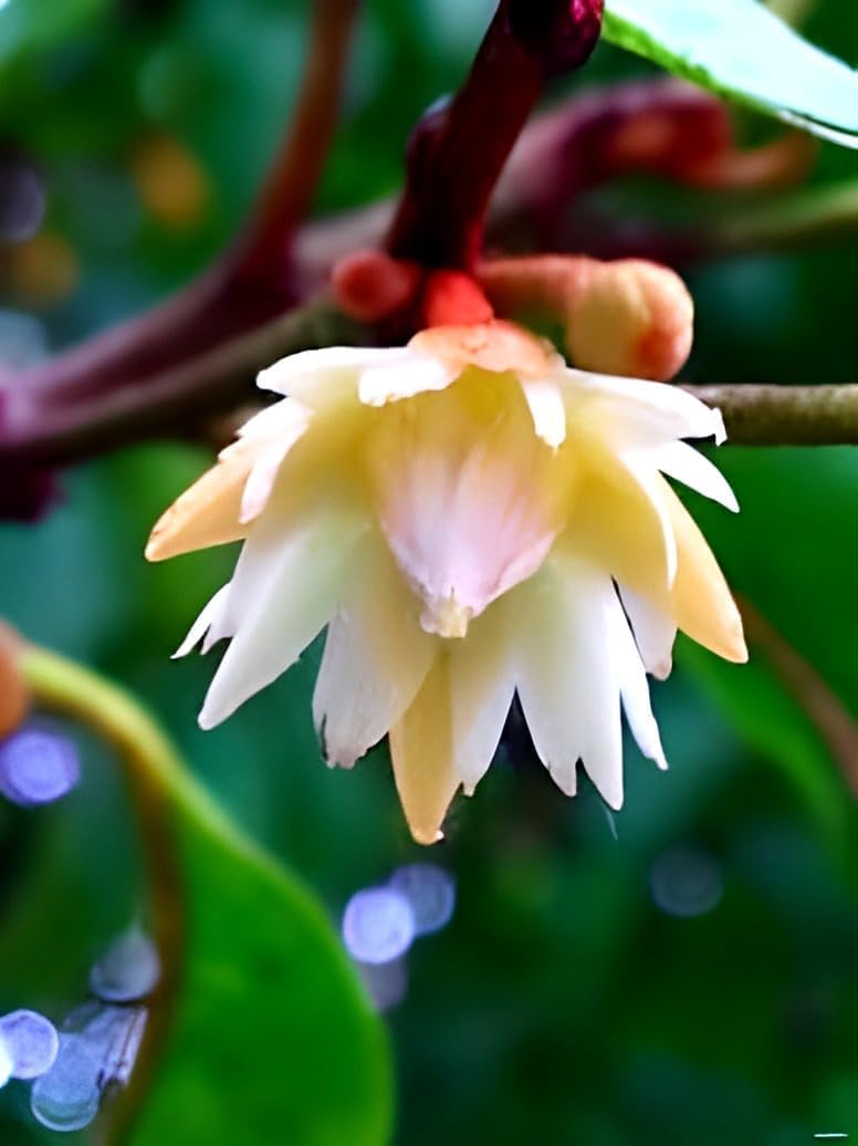 Spanish Cherry | Bakul Flower Plant