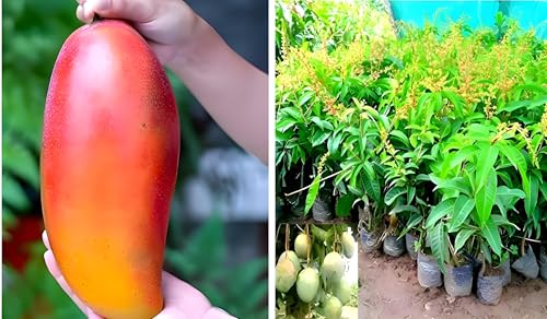 Red Ivory Mango Fruit | Red Ivory Mango Plant