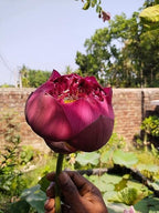Red Water Lily | Red Water Lily Plant