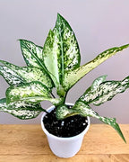 Green Aglaonema | Aglaonema Plant