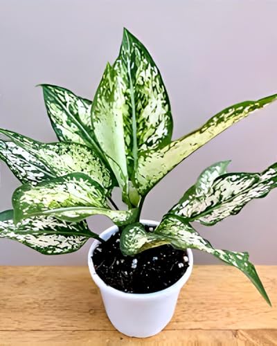 Green Aglaonema | Aglaonema Plant