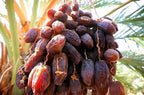Arabian Date Fruit | Arabian Date Plant