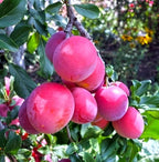 Plum Fruit (Aloo-Bukhara) | Plum Plant