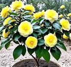 Camellia Flower | Camellia Plant