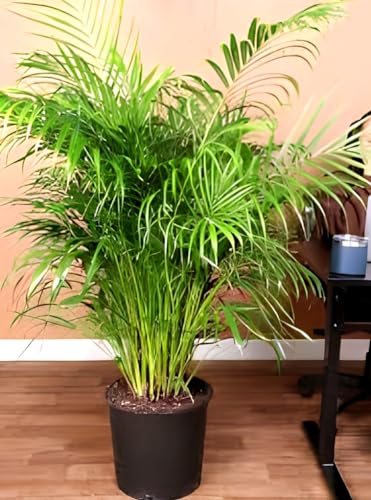 Areca Palm | Areca Palm Plant