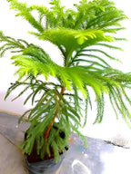Christmas Tree | Araucaria Plant