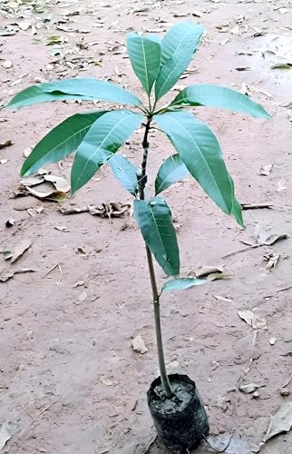 Amrapali Mango Fruit | Amrapali Mango Plant