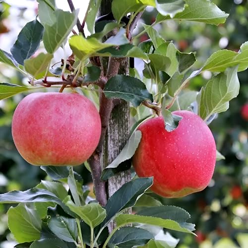 Heirloom Apple Fruit | Heirloom Apple Plant