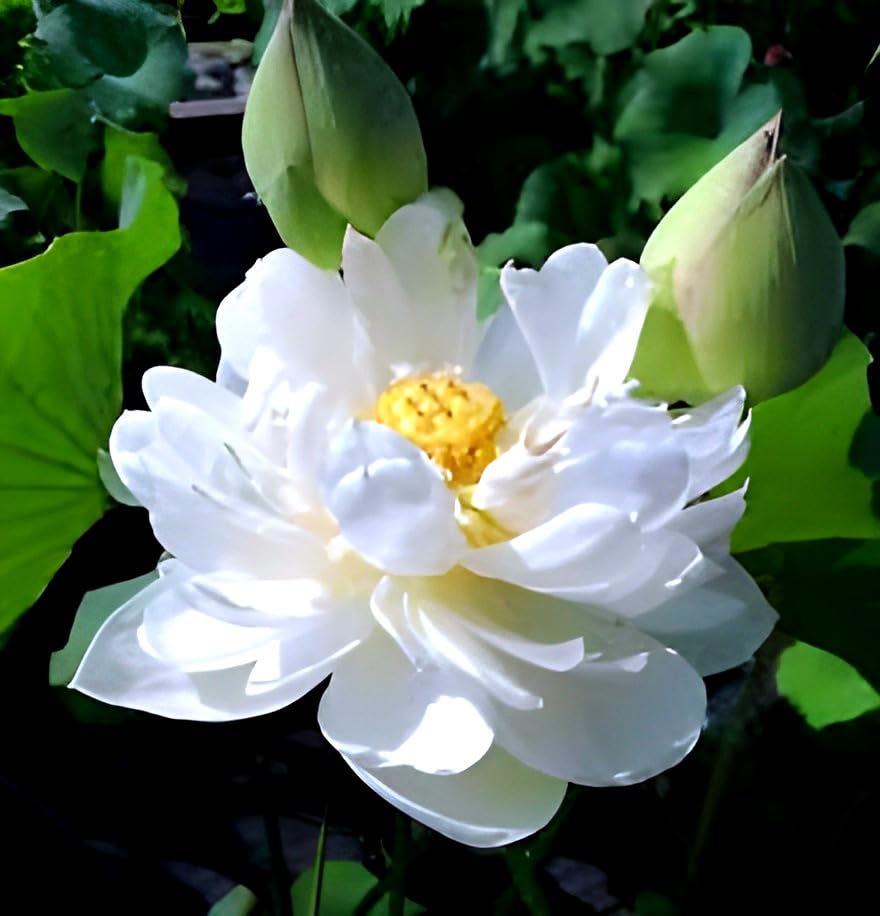 White Lotus Flower | White Lotus Plant