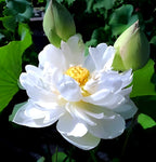 White Lotus Flower | White Lotus Plant
