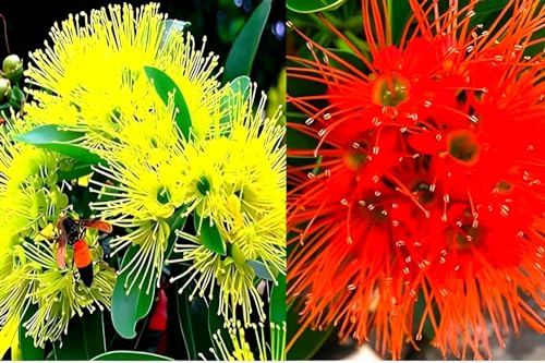 Golden Penda Plant | Yellow Xanthostemon Chrysanthus,