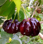 Black Suriman Cherry Fruit | Black Suriman Cherry Plant