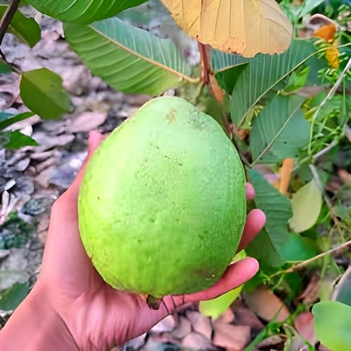 1KG Guava Fruit | 1KG Guava Plant