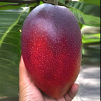 Red Miyazaki Mango Fruit | Miyazaki Mango Plant