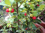Barbados Cherry Fruit | Barbados Cherry Plant