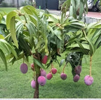 Japanese Miyazaki Mango Fruit | Japanese Miyazaki Mango Plant