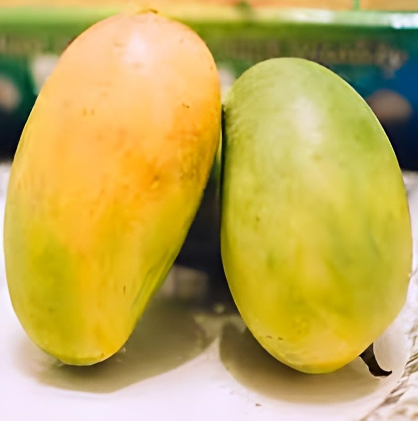 Suvarnarekha Mango Fruit | Suvarnarekha Mango Plant