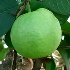 Thailand Guava Fruit | Thailand Guava Plant