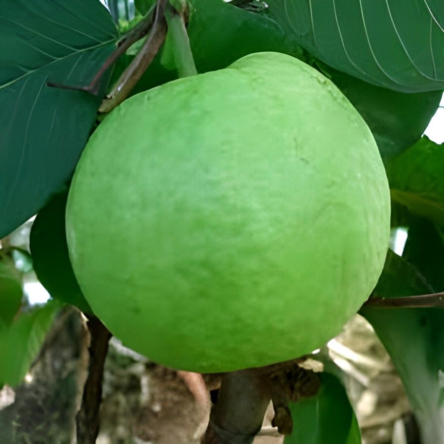 Thailand Guava Fruit | Thailand Guava Plant