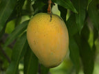 Alphonso Mango Fruit | Alphonso Mango Plant