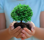 Dwarf Plant | Table Kamini Plant