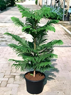 Christmas Tree | Araucaria Heterophylla Plant