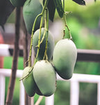 Chausha Mango Fruit | Chausha Mango Plant