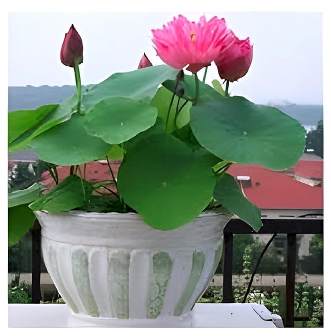 Micro Lotus Tuber Live Plant