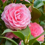 Pink Camellia Flower | Pink Camellia Plant