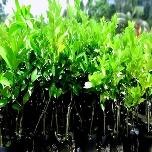 Mosambi Fruit | Sweet Lemon Plant