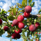 Plum Fruit | Plum Plant