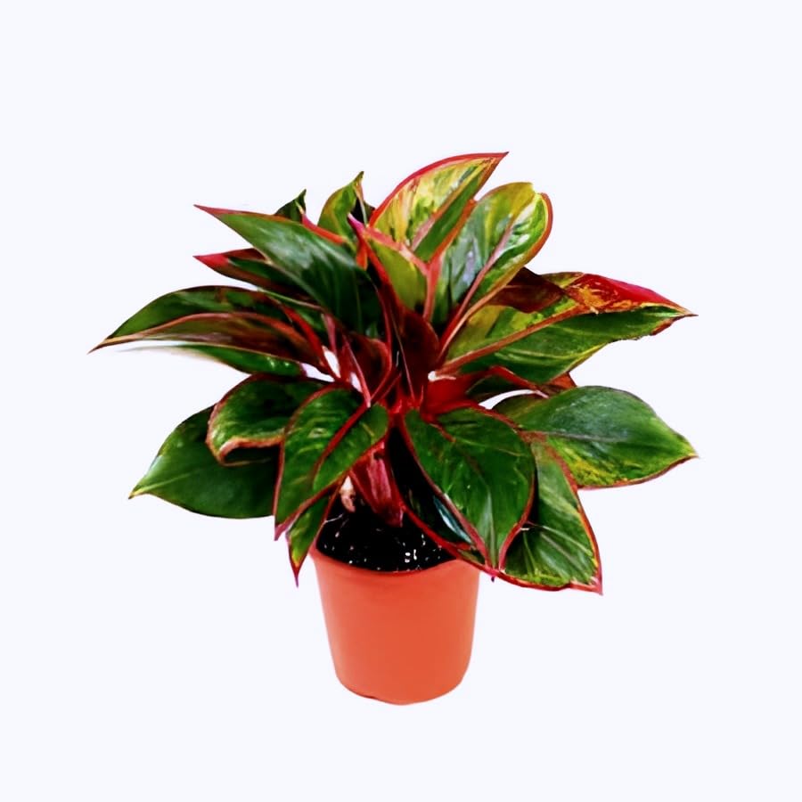 Red Lipstick Plant | Aglaonema Siam Plant